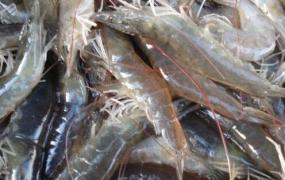 淡水活虾如何保鲜 淡水活虾保存方法