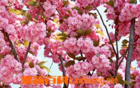 樱花的种类有哪些 樱花的品种图片