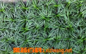 玉龙草的功效与作用 玉龙草的种植条件