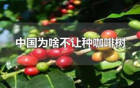 中国为啥不让种咖啡树