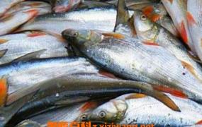 红尾鱼的功效与作用及食用方法