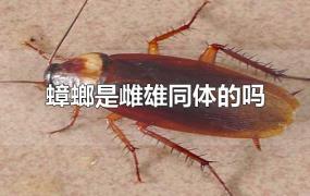 蟑螂是雌雄同体的吗