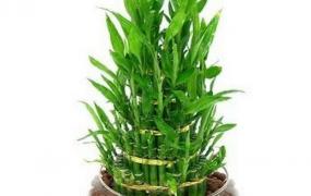 富贵竹的种植方法