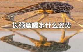 长颈鹿喝水什么姿势