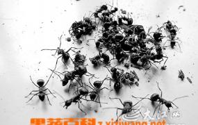 黑蚂蚁的功效和作用