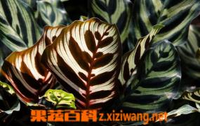 孔雀竹芋的养殖方法