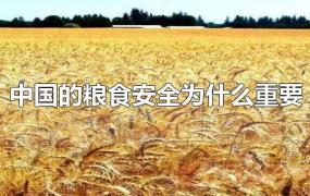 中国的粮食安全为什么重要