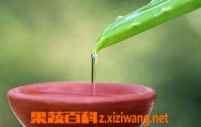 芦荟汁的功效与作用 喝芦荟汁的好处