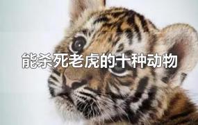 能杀死老虎的十种动物