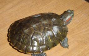 巴西龟能吃吗 巴西龟的危害