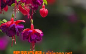 灯笼花的栽培技术和养护方法