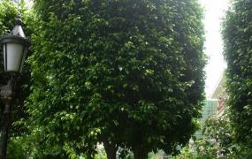 垂叶榕生长习性 垂叶榕的养殖方法技巧