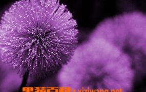 紫色蒲公英种植方法 紫色蒲公英如何养殖