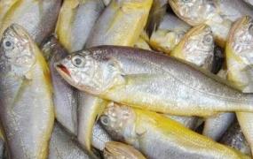 黄花鱼的营养价值 吃黄花鱼的好处
