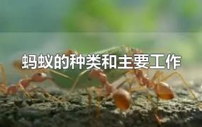 蚂蚁的种类和主要工作