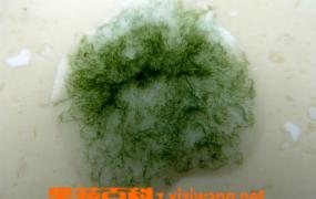 螺旋藻的功效和副作用