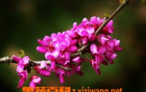 紫荆花如何养 紫荆花的养殖方法