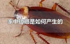 家中蟑螂是如何产生的