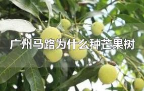 广州马路为什么种芒果树