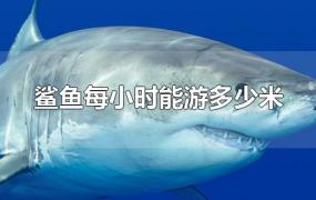 鲨鱼每小时能游多少米