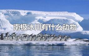 南极冰川有什么动物