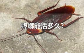 蟑螂能活多久?