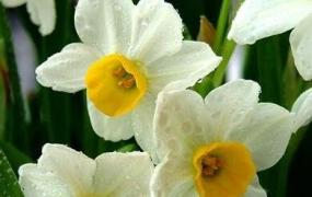 水仙花的养殖方法 养殖水仙花的注意事项