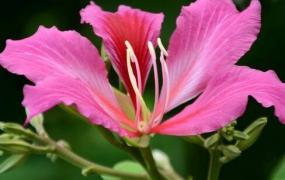紫荆花的养殖方法 紫荆花的栽培与养护管理