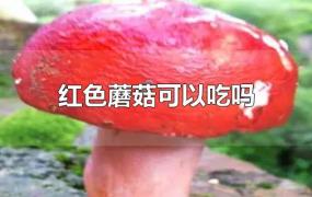 红色蘑菇可以吃吗