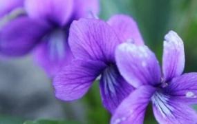 紫色兰草花如何养殖 紫色兰草花的养殖方法