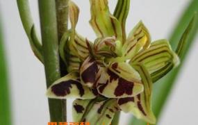 国香牡丹兰花的养殖方法和技巧教程