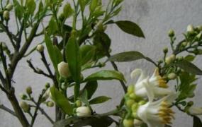 玳玳花的养植与修护