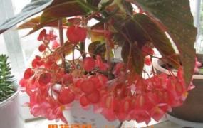 竹节海棠花的养殖方法和注意事项有哪些