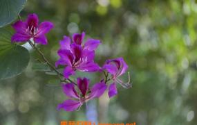 紫荆花的养殖方法和病虫害防治