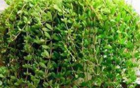 垂盆草怎么养 垂盆草的种植方法