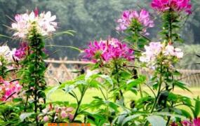 醉蝶花的养殖方法和养殖技巧