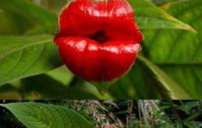 嘴唇花的养殖方法和养殖技巧