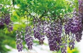 紫藤花的养殖方法和注意事项