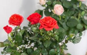盆栽玫瑰花如何养殖 盆栽玫瑰花的方法技巧