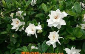 日本栀子花如何养殖 栀子花的养殖方法教程