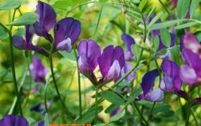 紫花苜蓿图片 紫花苜蓿的种植方法和种植技巧
