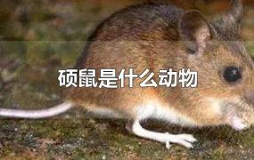 硕鼠是什么动物