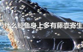 为什么鲸鱼身上多有藤壶寄生?
