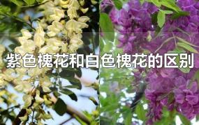 紫色槐花和白色槐花的区别
