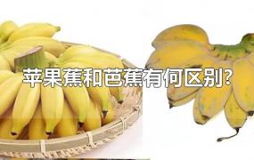 苹果蕉和芭蕉有何区别?