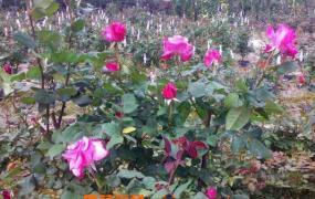 玫瑰花怎么养 玫瑰花的养殖方法技巧