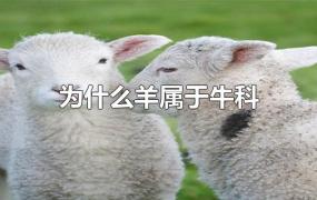 为什么羊属于牛科