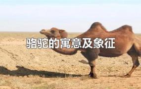 骆驼的寓意及象征