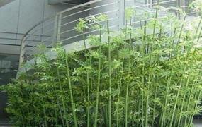 观赏竹怎么养 观赏竹的养殖方法和注意事项