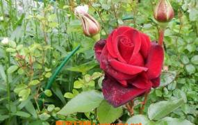 玫瑰和野玫瑰的区别 玫瑰的功效与作用